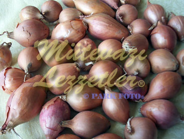 Fava