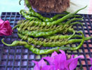 Bibər Salatı
